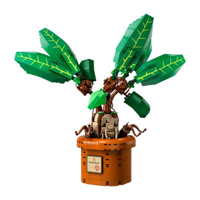 Mandragola