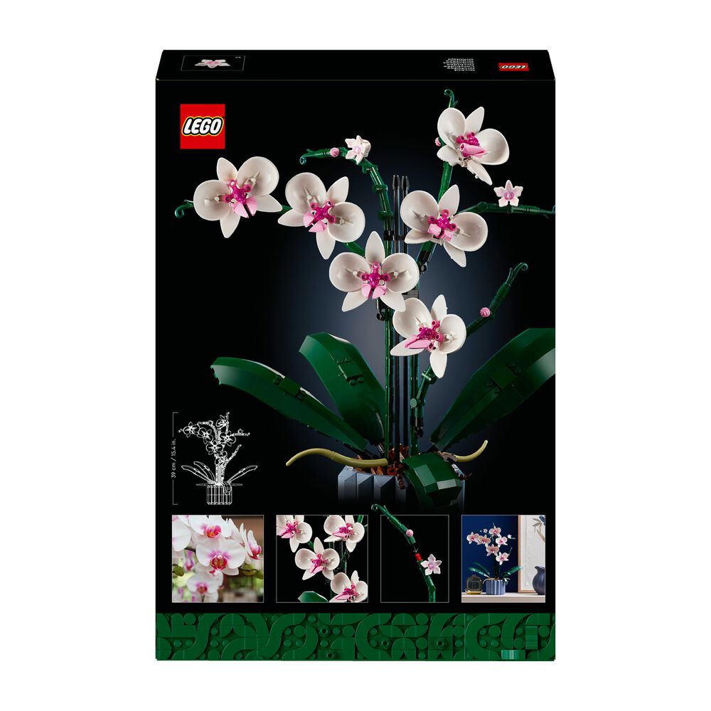 Orchidea, image number 5