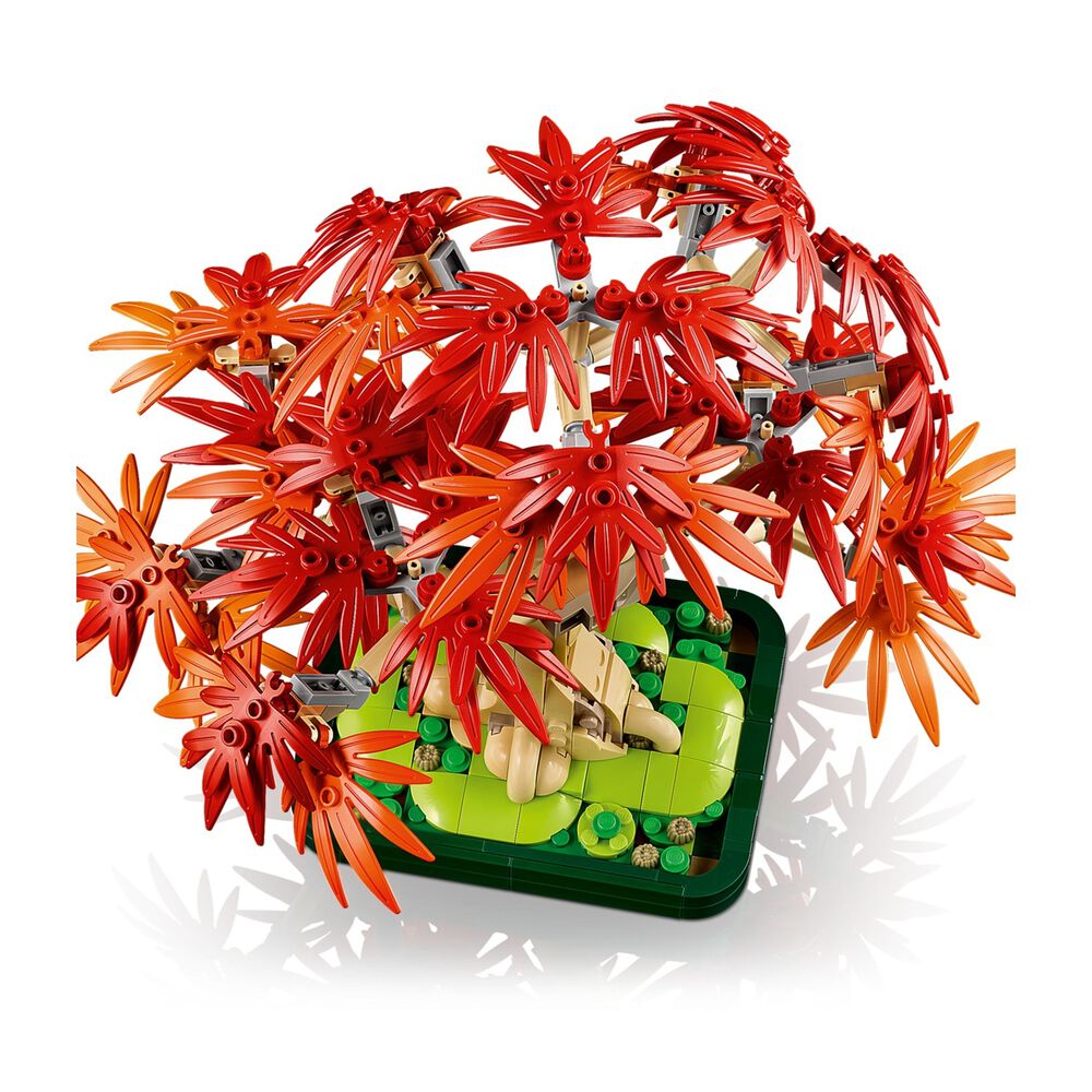 Bonsai di acero rosso, image number 3