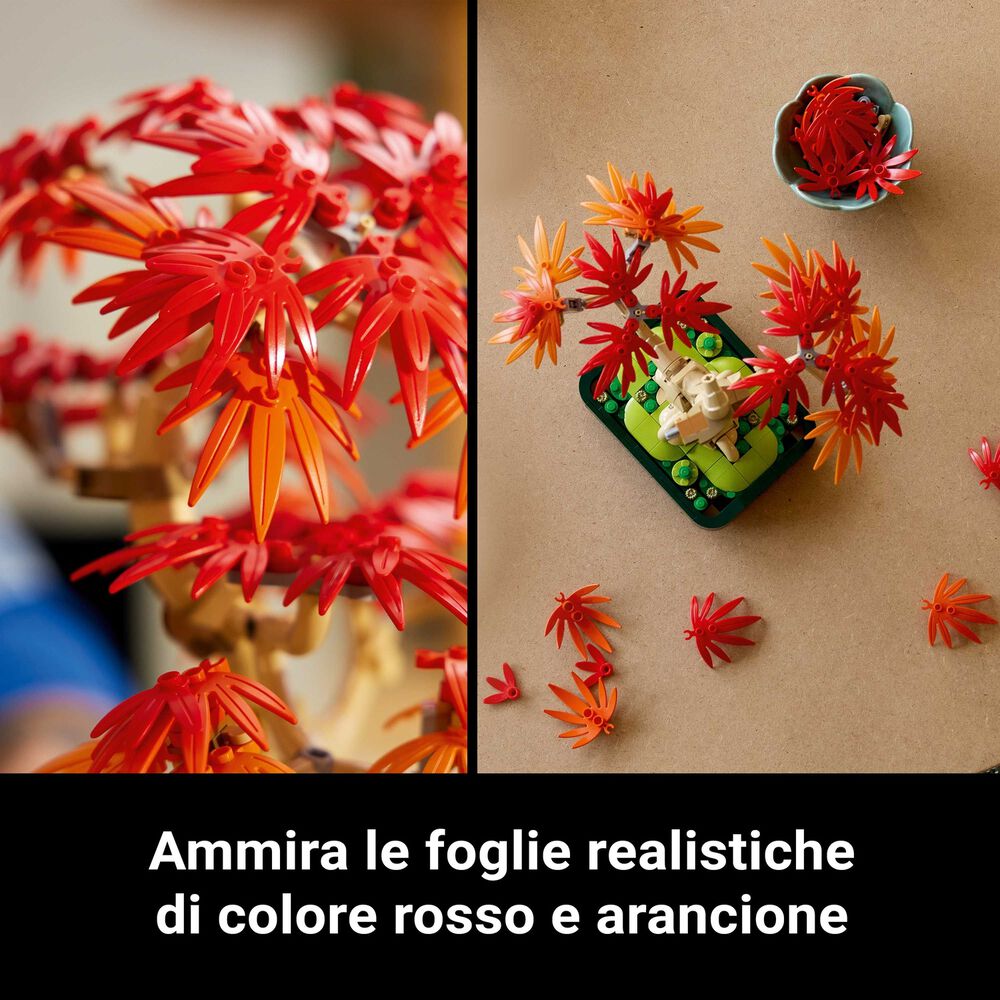 Bonsai di acero rosso, image number 4