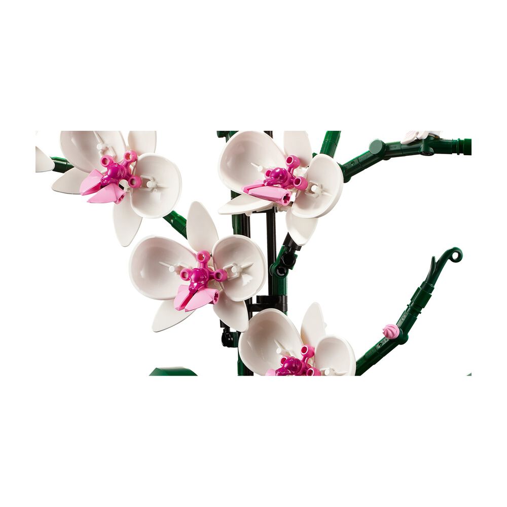 Orchidea, image number 3