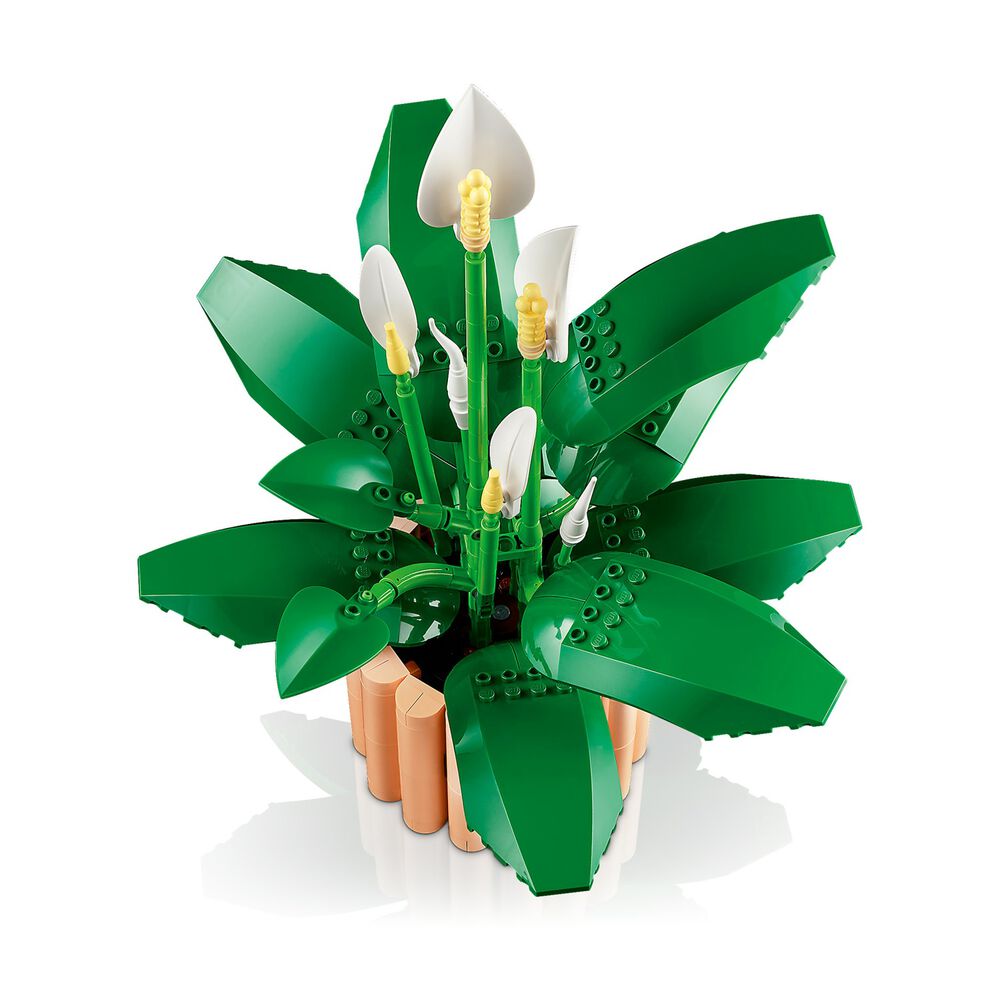 Spatifillo, image number 14