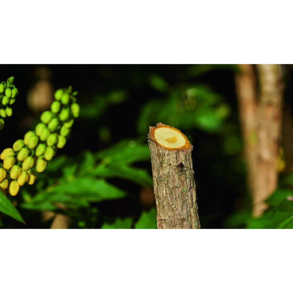 Easy Prune, image number 20