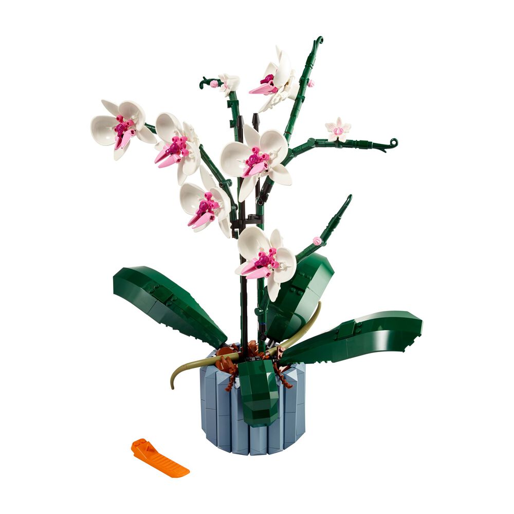Orchidea, image number 1