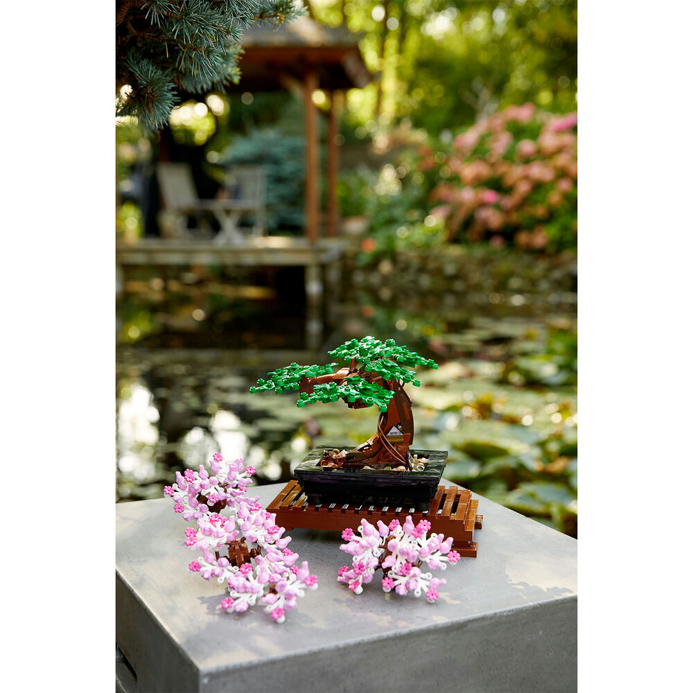 Albero Bonsai, image number 5