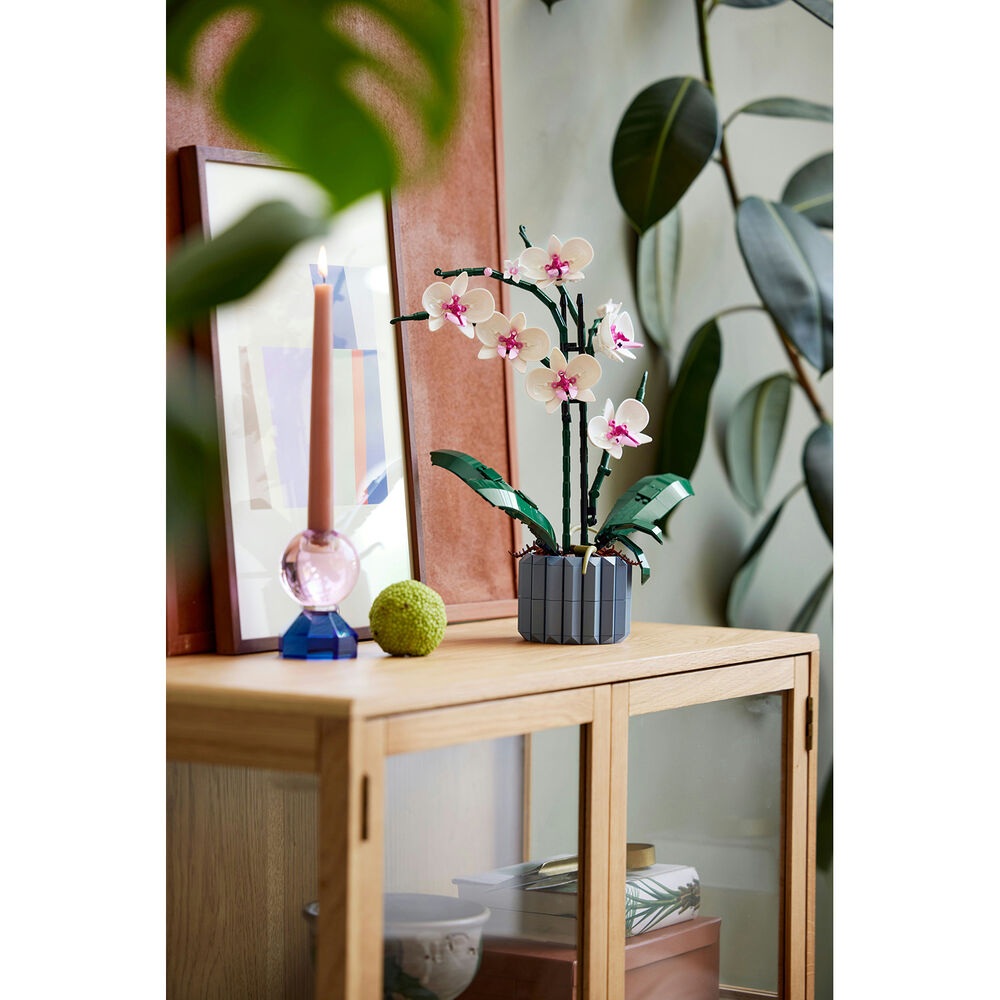 Orchidea, image number 4