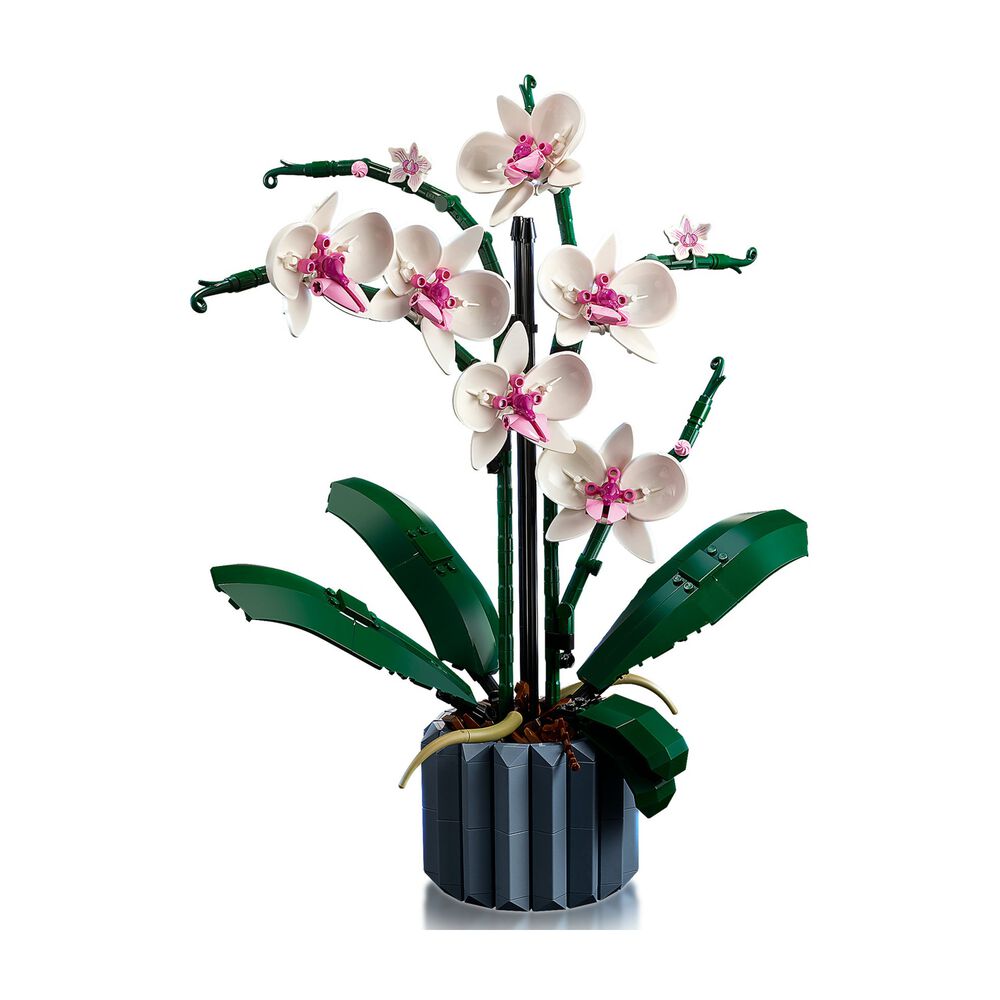 Orchidea, image number 1