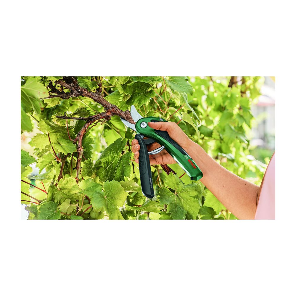 Easy Prune, image number 17