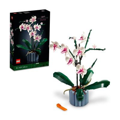 Orchidea