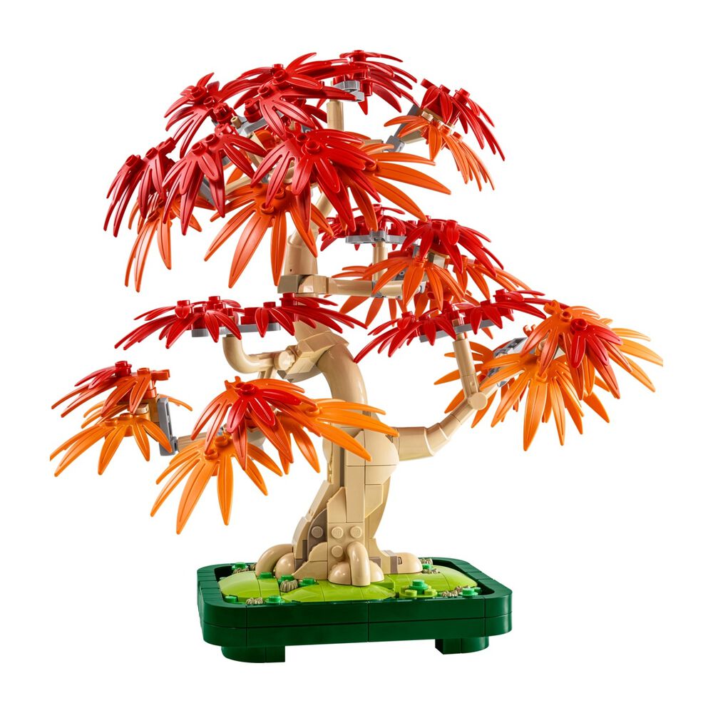 Bonsai di acero rosso, image number 4