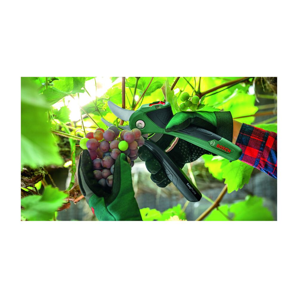 Easy Prune, image number 3