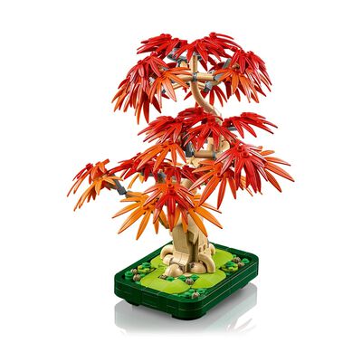 Bonsai di acero rosso