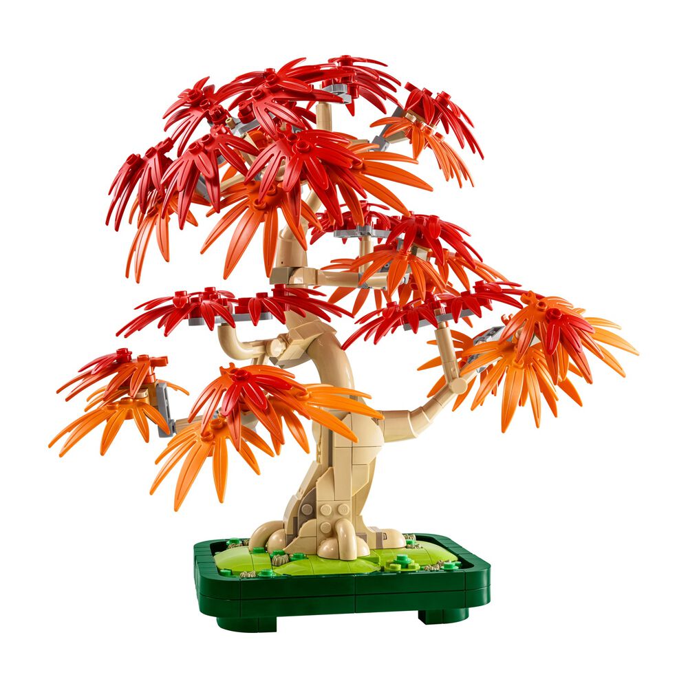 Bonsai di acero rosso, image number 0